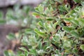 Sulphurflower buckwheat, Eriogonum umbellatum, shrub Royalty Free Stock Photo